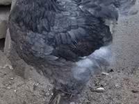 Brahma — foto 1