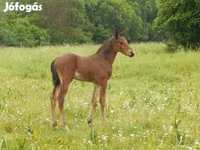 Hengst, Kisber felver — Foto 7