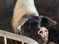 公猪, Pigs — 照片 3