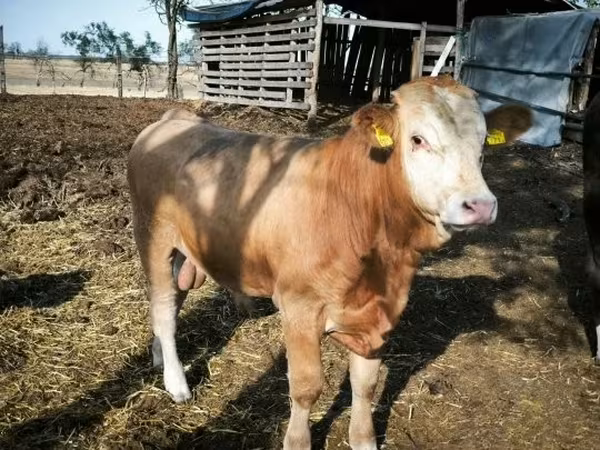 Bulle, Limousin-Kuh — Ungarn