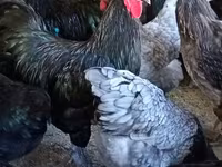 Chickens — foto 3