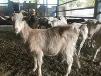 تيس, Saanen goat — الصورة 5