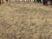 Caballos (lote, sexo no especificado), Caballos — foto 5