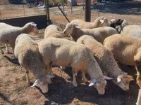 Carnero, Ile-de-France sheep — foto 1