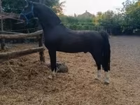 घोड़ा, Dutch warmblood horse — फ़ोटो 4