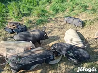 Boar, Вьетнамская вислобрюхая — photo 8