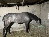 فرس, Thoroughbred horse — الصورة 1