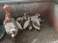 Chickens — photo 6