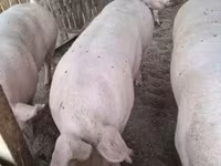猪（批次，未指定性别）, Крупная белая — 照片 2