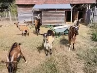 母山羊, Goats — 照片 3