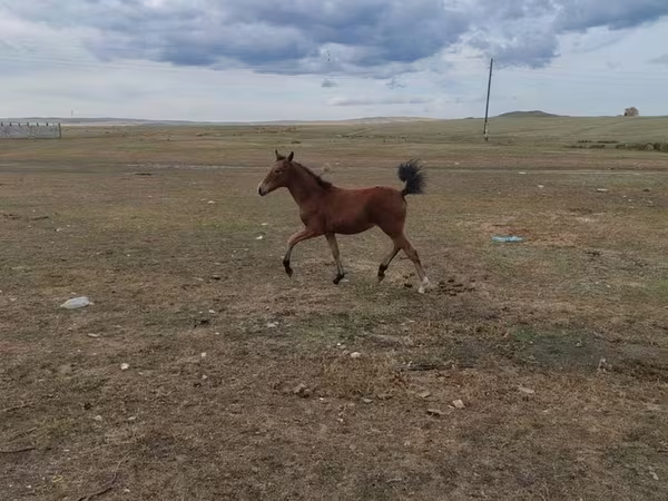 Yegua, Caballos