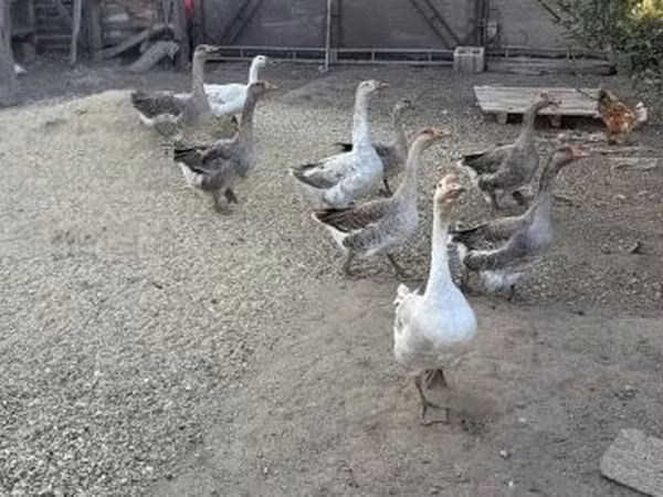 Geese — Ungarn