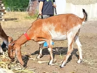 母山羊, Nubian Goat — 照片 3