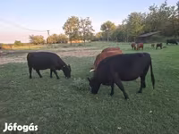गाय, डेक्सटर — फ़ोटो 1
