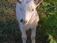 Nőstény kecske, Saanen goat — 4. fotó