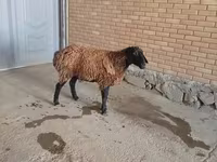 كبش, الأغنام — الصورة 3