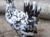 Chickens — foto 4