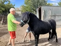 Horse (M), Welsh Cob — photo 3