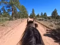 घोड़ा, Missouri foxtrotter — फ़ोटो 8