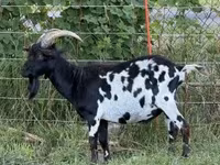Bak, Kecskék — 5. fotó