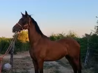 公马, Dutch warmblood horse — 照片 5