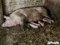 मादा सूअर, Крупная белая — फ़ोटो 2