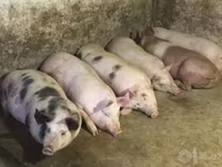 母猪, Pigs — 照片 1