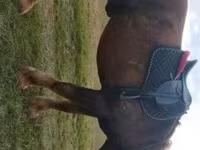 Caballo, Caballos — foto 2