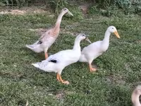 Ducks — photo 4