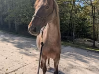 Cheval, Palomino — photo 1