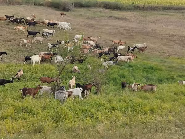 Goat, Goats