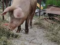 Sow, Pigs — photo 3