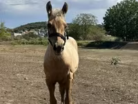 公马, Horses — 照片 2