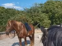 Cavalo, Cavalos — foto 6