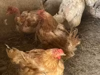 Brahma — foto 5