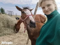 فرس, Hungarian horse breed — الصورة 2