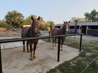 Cheval, Chevaux — photo 1