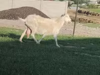 Dişi keçi, Russian White goat — foto 3