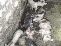 公猪, Pigs — 照片 5