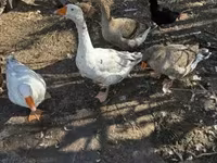 Geese — photo 3