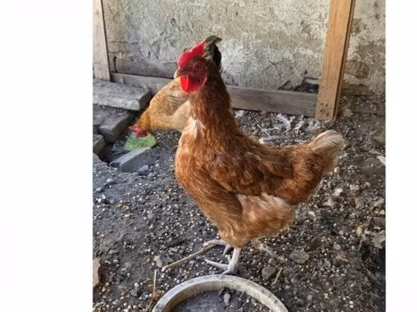 Chickens