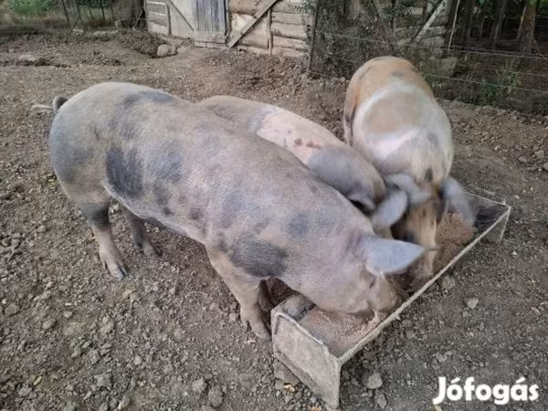 Kan, Sertések — Magyarország