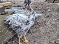 Chickens — 8. fotó