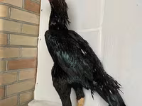 Shamo chickens — foto 1