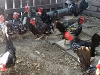 Chickens — photo 2