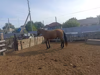 घोड़ा, Mugalzhar horse — फ़ोटो 8