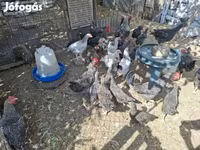 Chickens — 照片 5