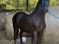 Hing, Friesian — 7. fotó