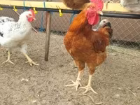 Chickens — Foto 2