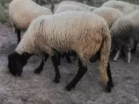 Schaf, Tsigai sheep — Foto 5